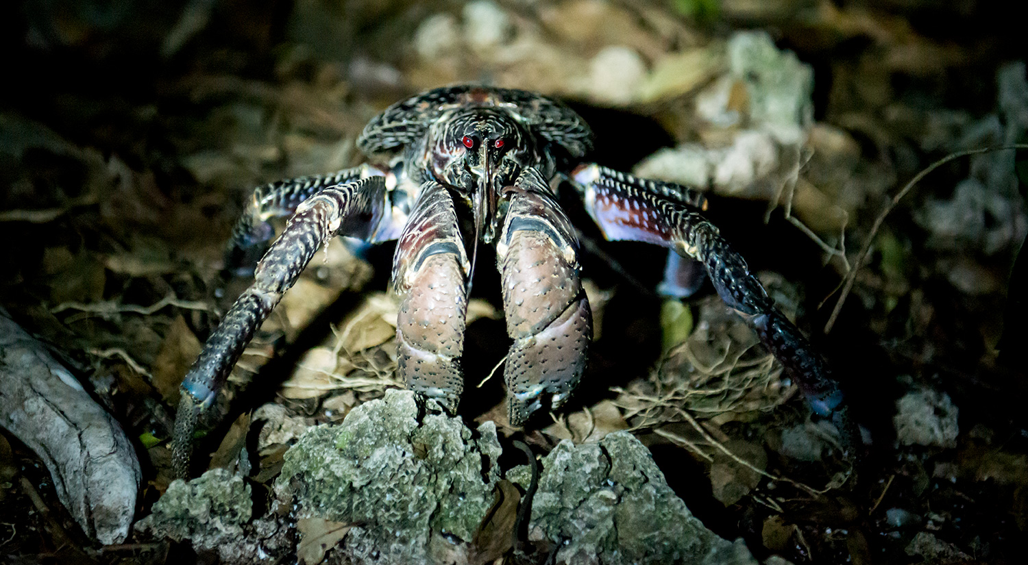 Coconut crab