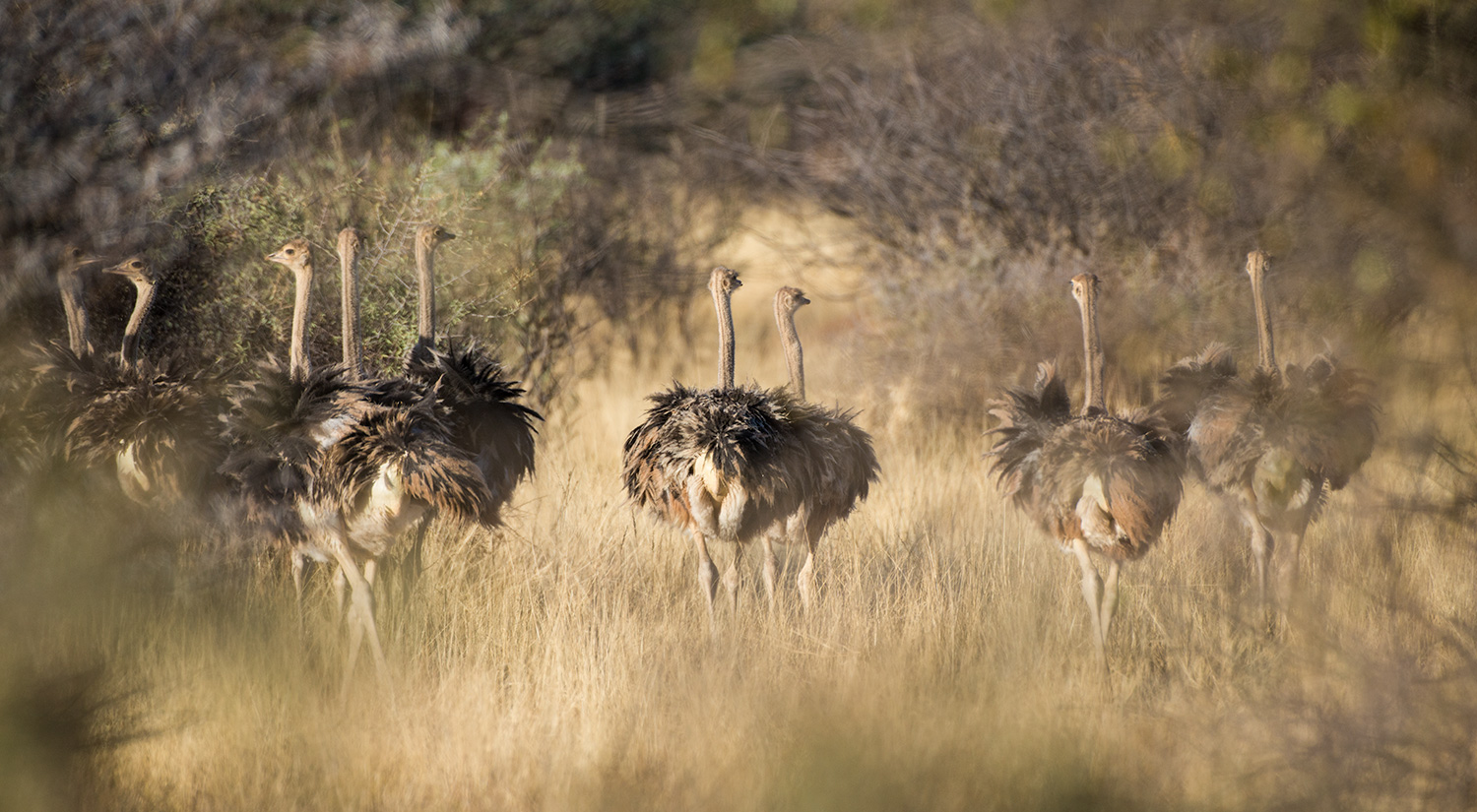 Ostriches, Erindi, Namibia