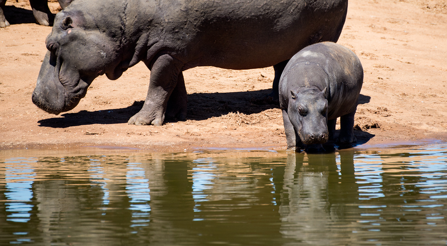 Hippo calf, Erindi, Namibia