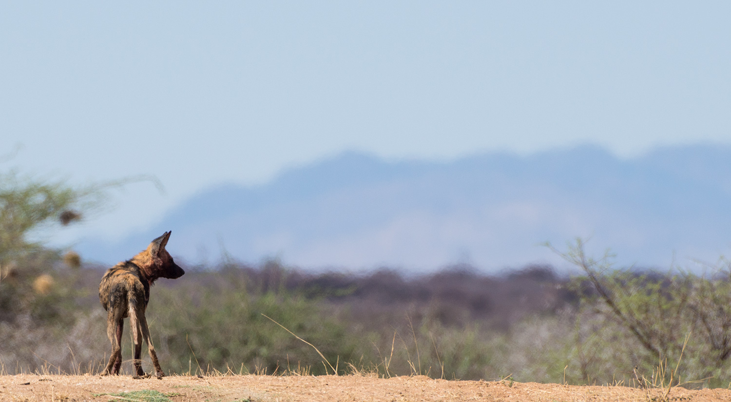 Wild dog, Erindi, Namibia