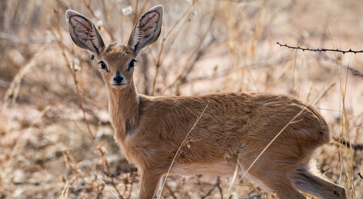 Steenbok, Erindi, Namibia