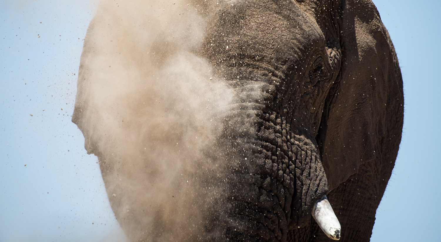 Elephant, Erindi, Namibia