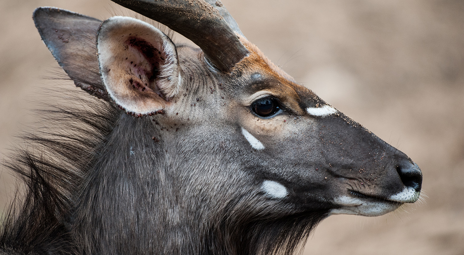 Kudu,  Kruger Park, South Africa