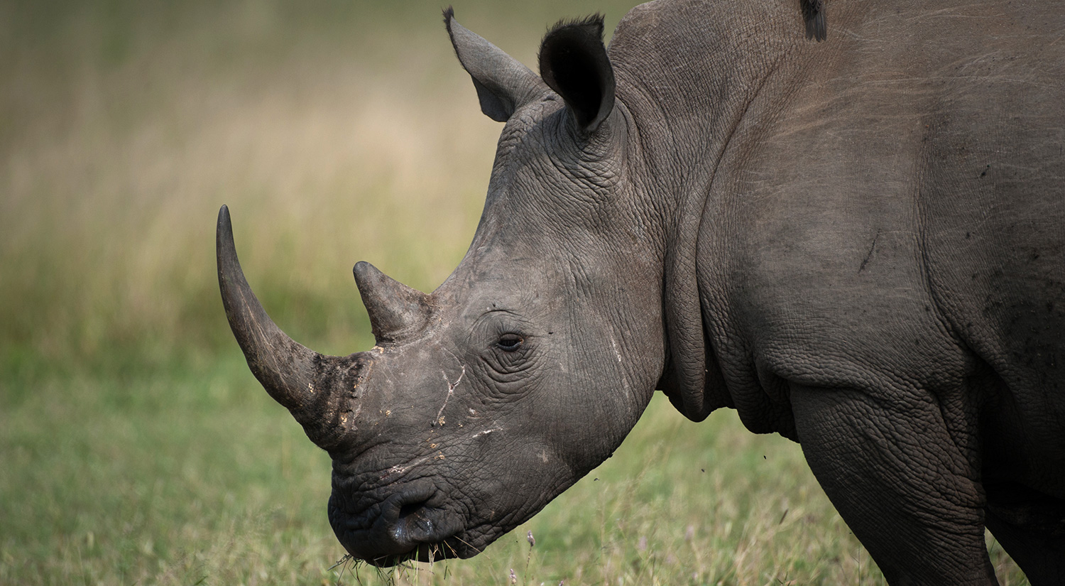 Rhino, Kruger Park, South Africa