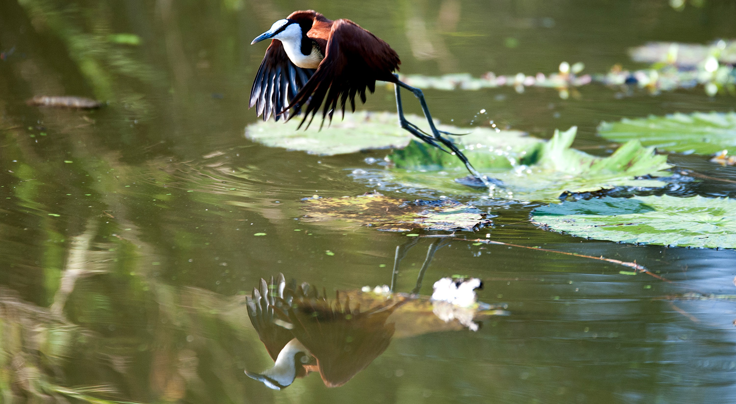 African Jacana (Jesus Bird), Kruger Park, South Africa