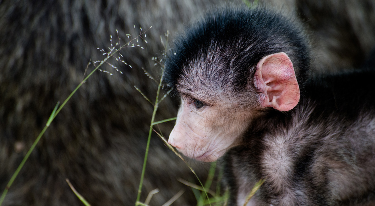 Baby baboon, Kruger Park, South Africa
