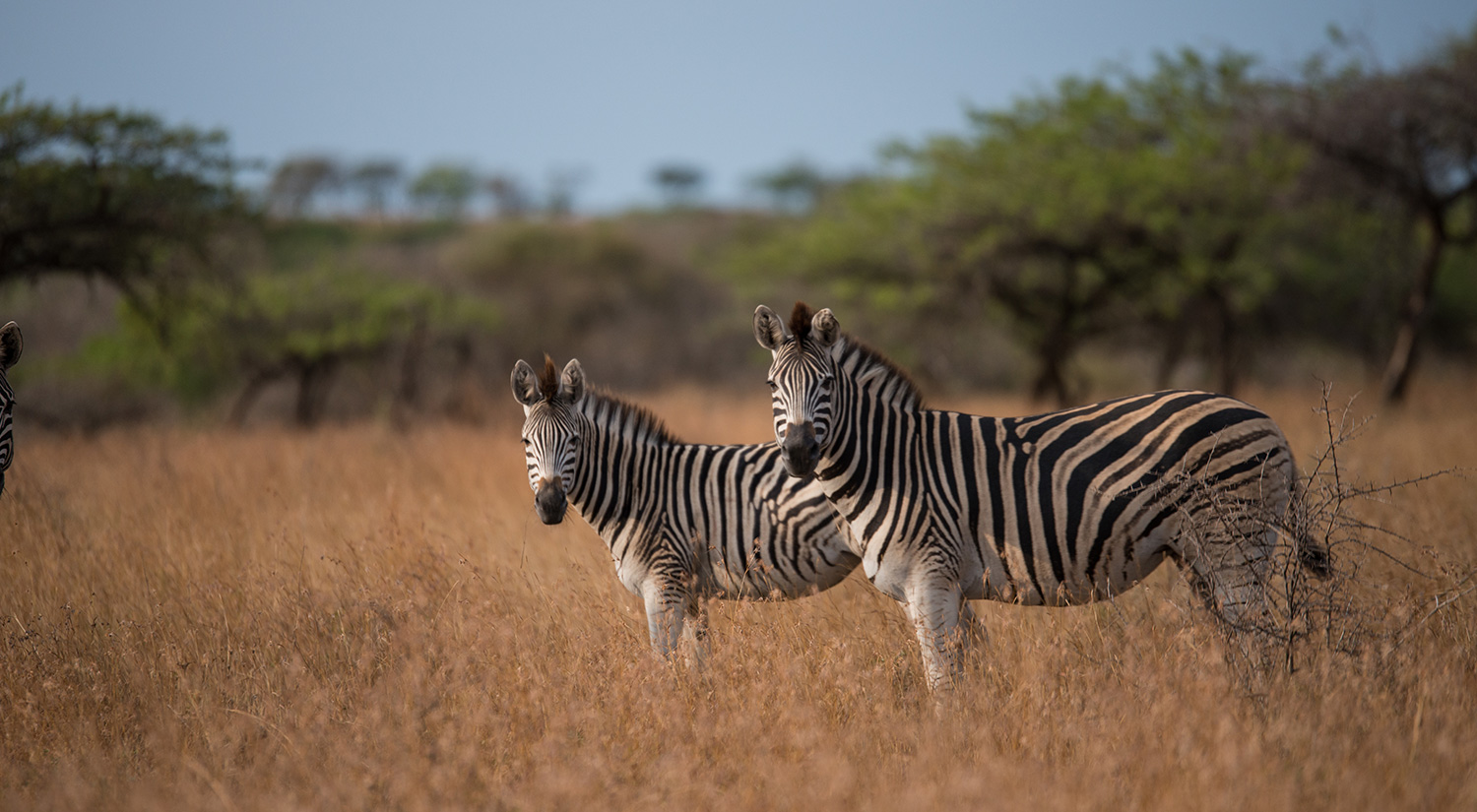 Zebras, Kruger Park, South Africa