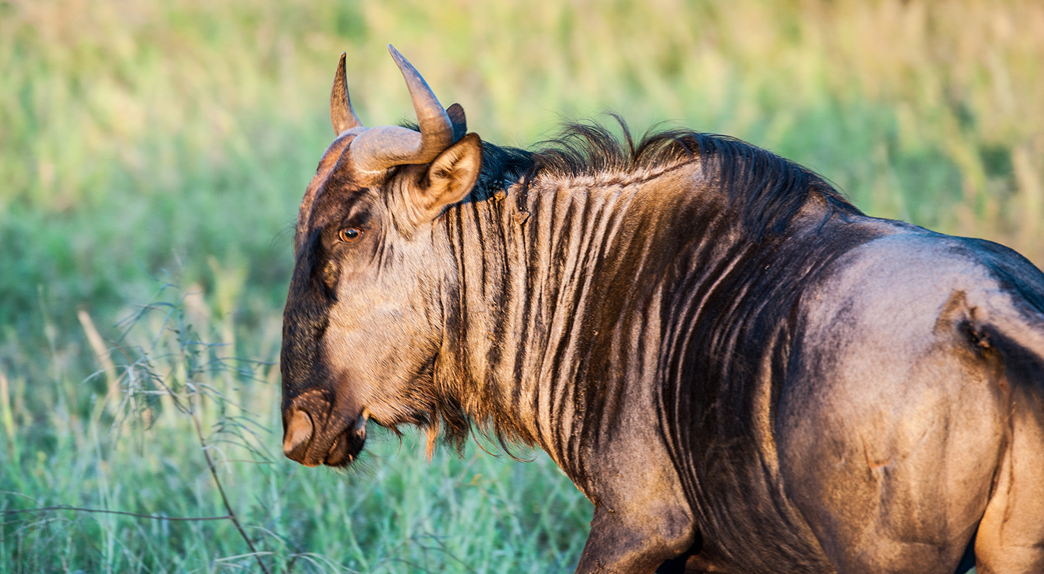 Wildebeest, Kruger Park, South Africa