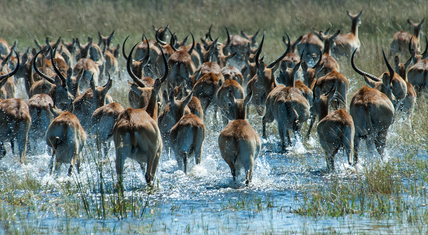 Red lechwe, Okavanga Delta, Botswana