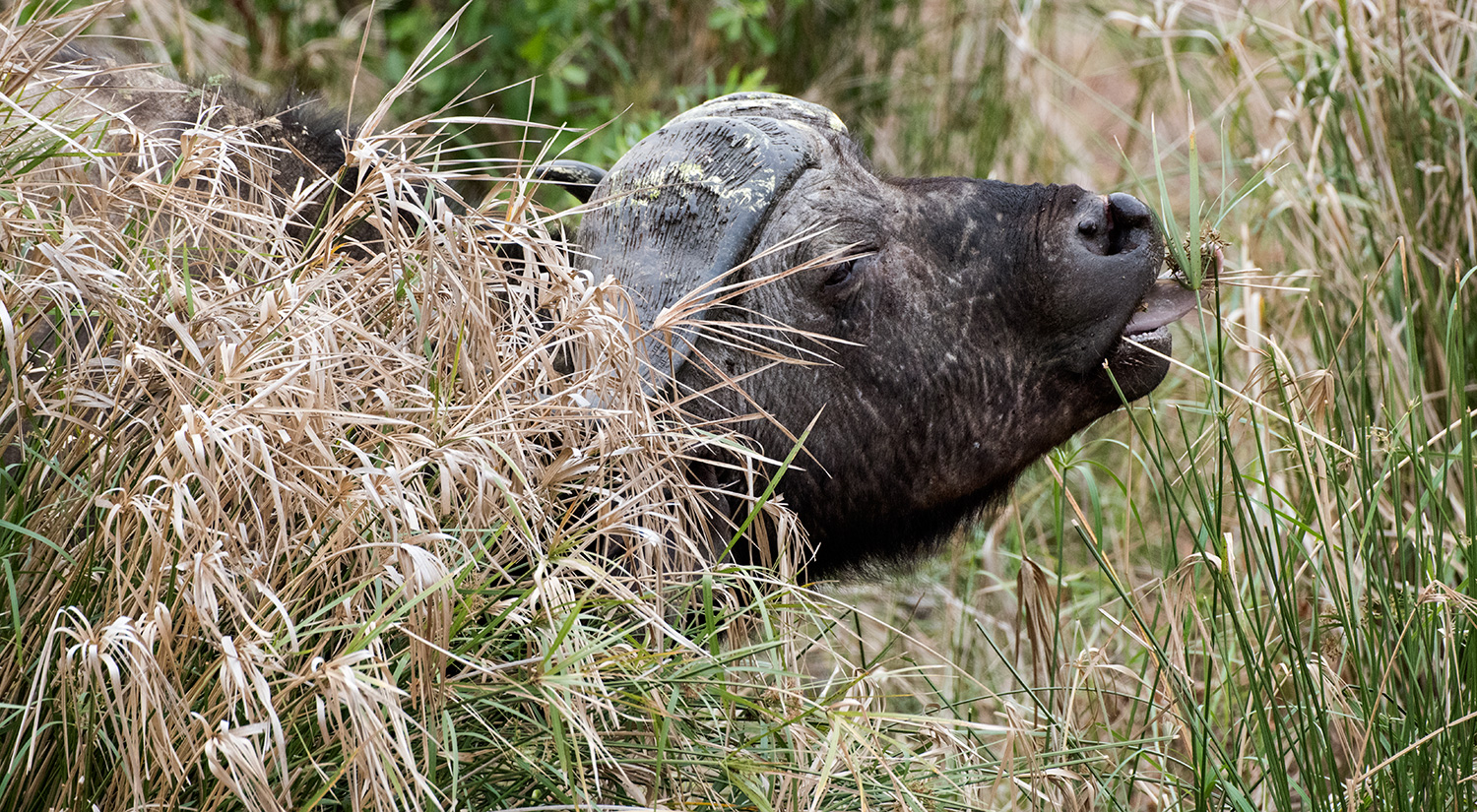 Buffalo, Phinda, South Africa