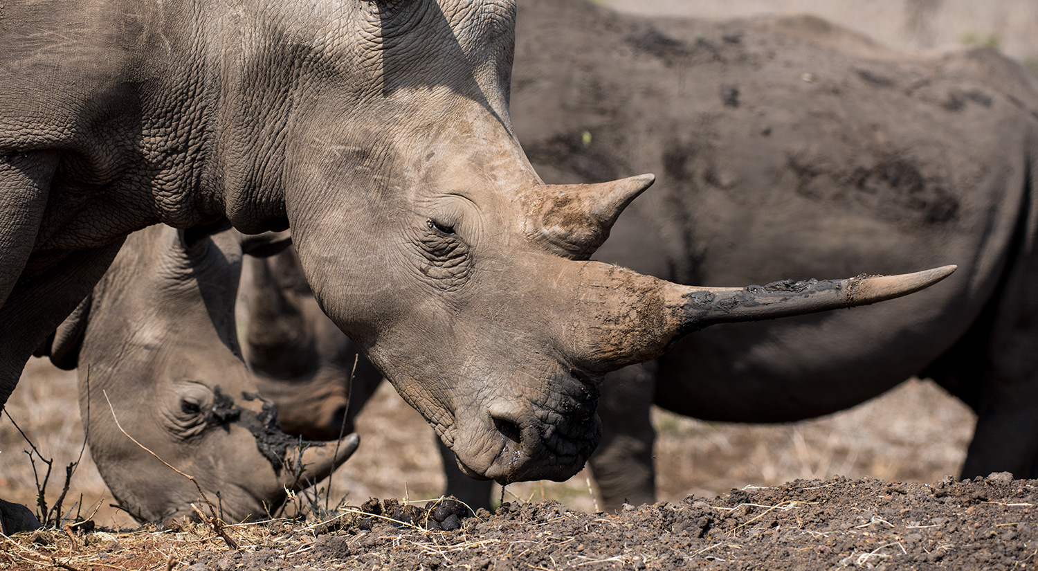 White rhino, Phinda, South Africa