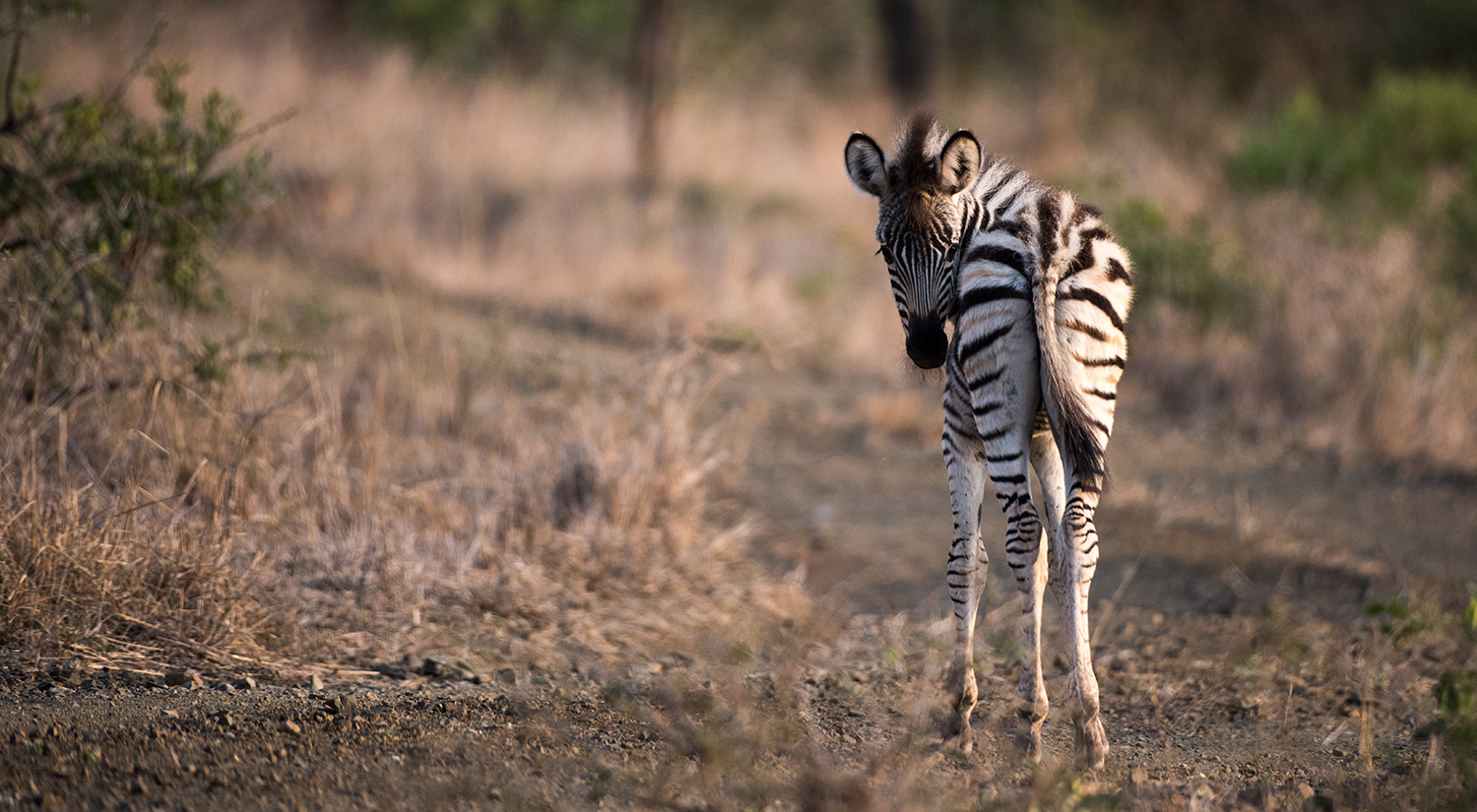 Zebra, Phinda, South Africa