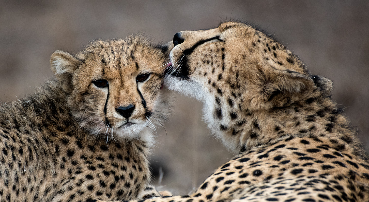Cheetah mother and cub, Phinda, South Africa