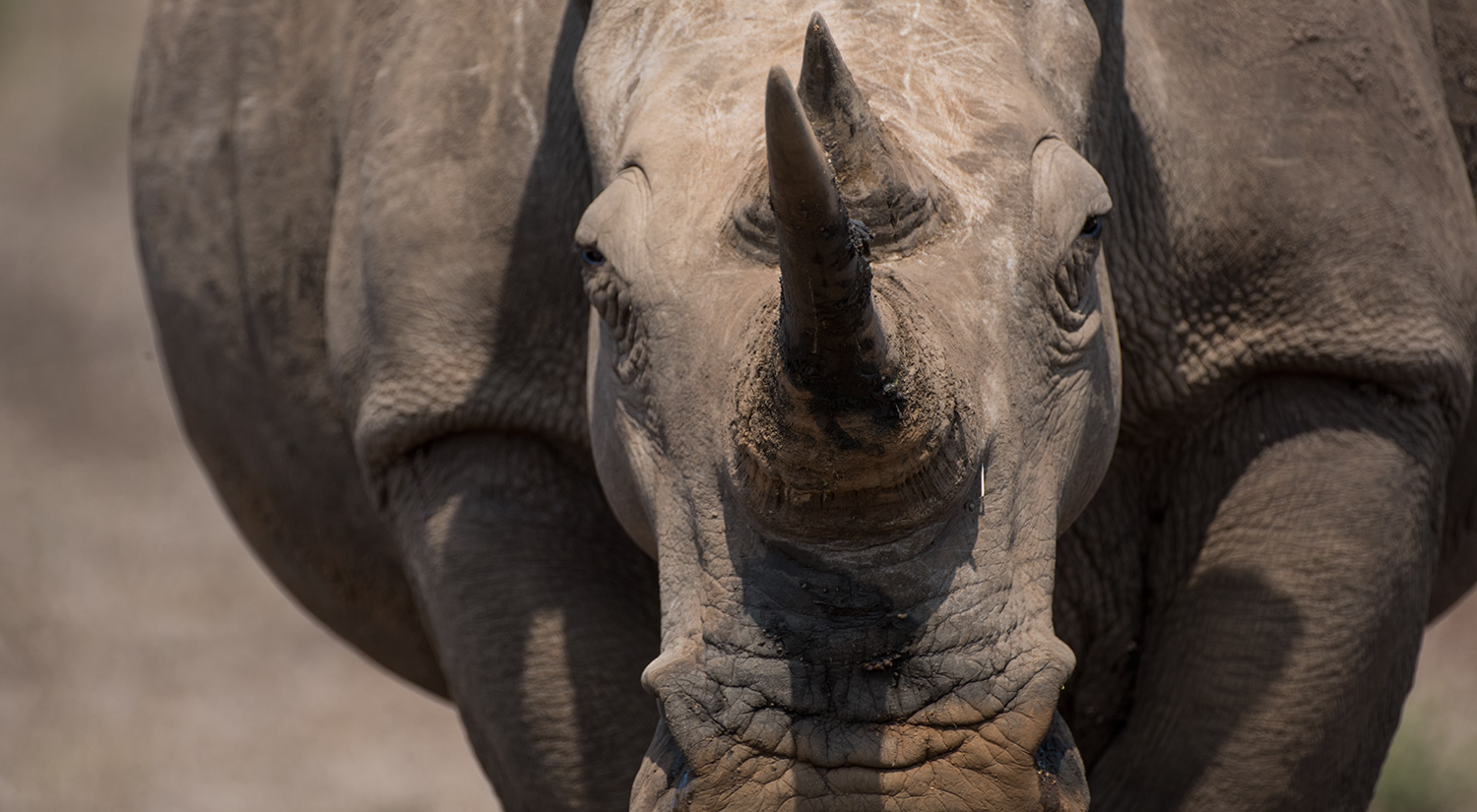 White rhino, Phinda, South Africa
