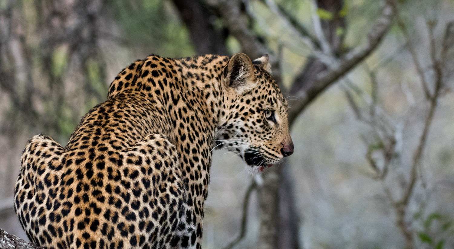 Leopard, Phinda, South Africa