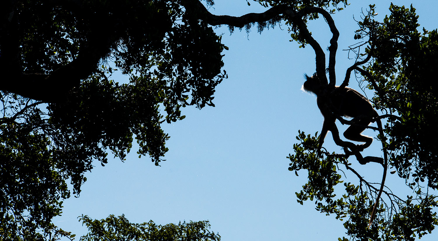 Tufted Gray Langur, Yala National Park, Sri Lanka, 2015