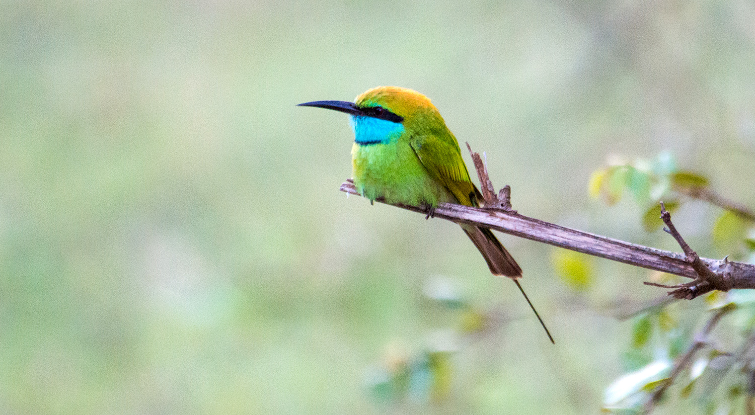 Bee-eater, Yala National Park, Sri Lanka, 2015