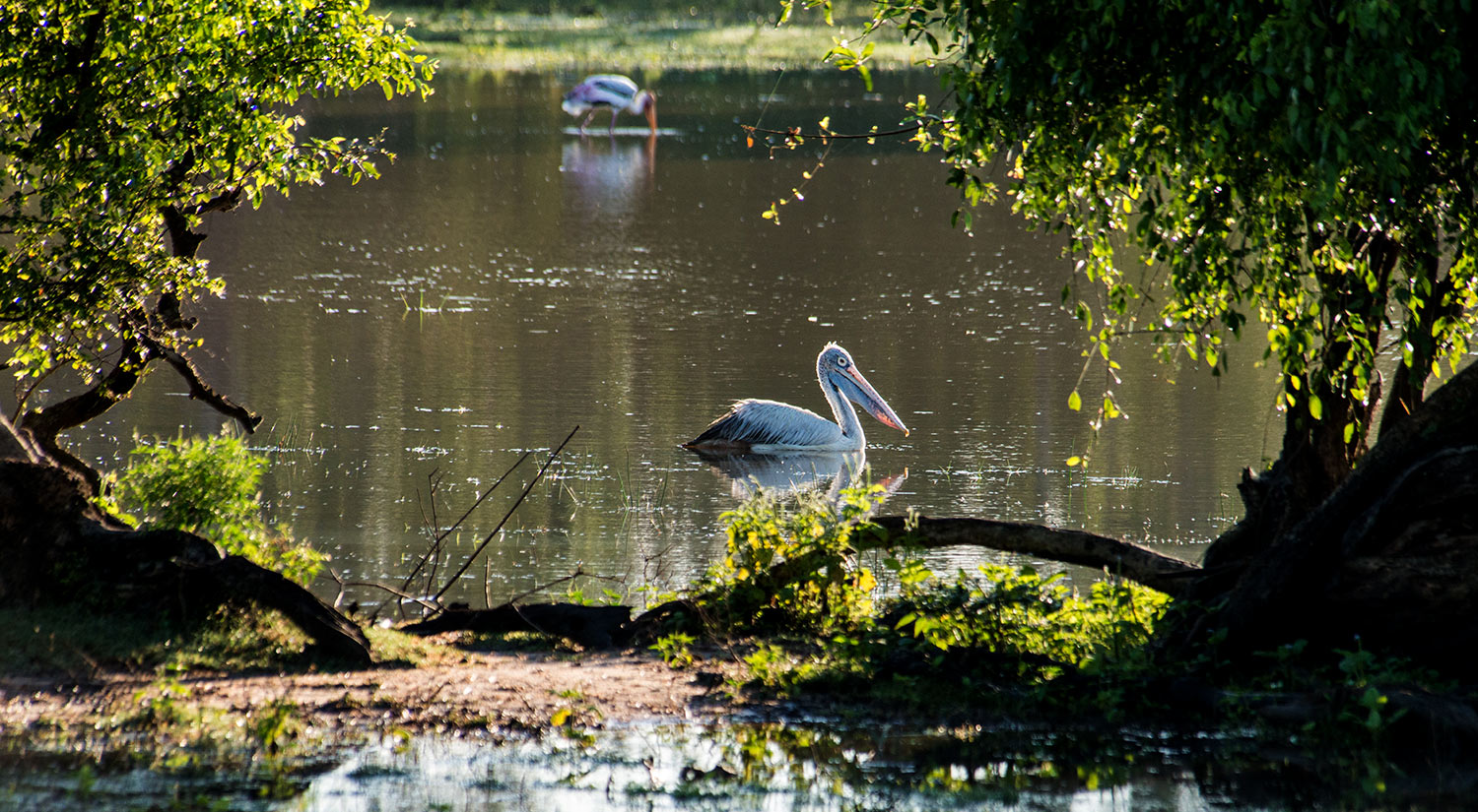 Spot-billed pelican, Yala National Park, Sri Lanka, 2015