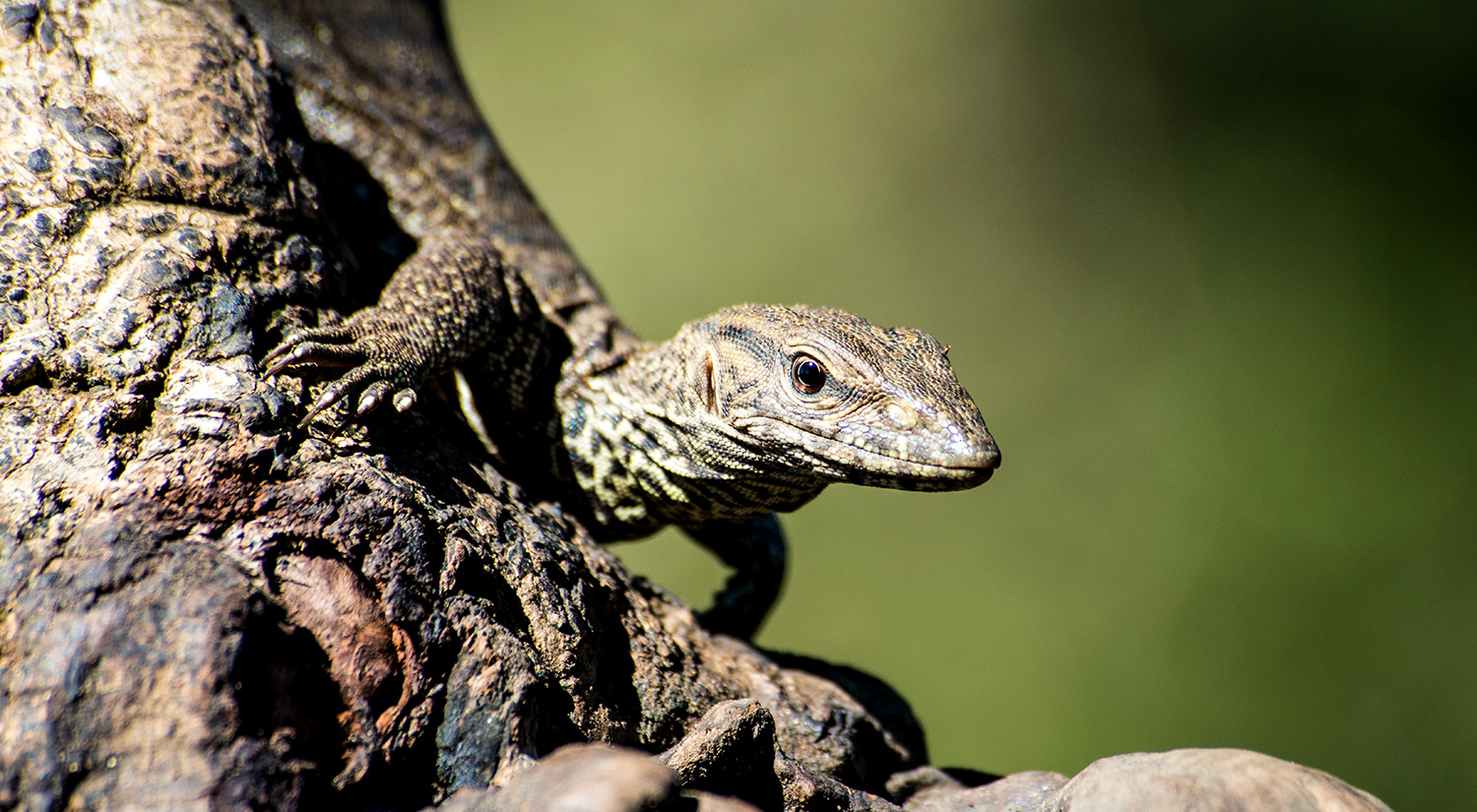 Lizard, Yala National Park, Sri Lanka, 2015