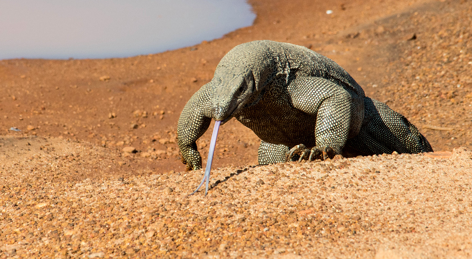 Monitor Lizard, Yala National Park, Sri Lanka, 2015
